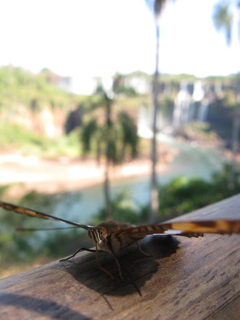 Stranicy Iguazu