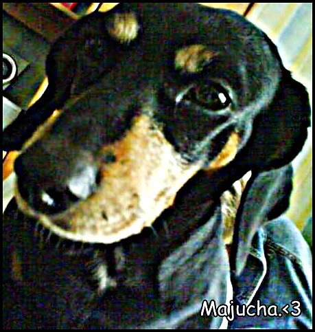 Majcia.