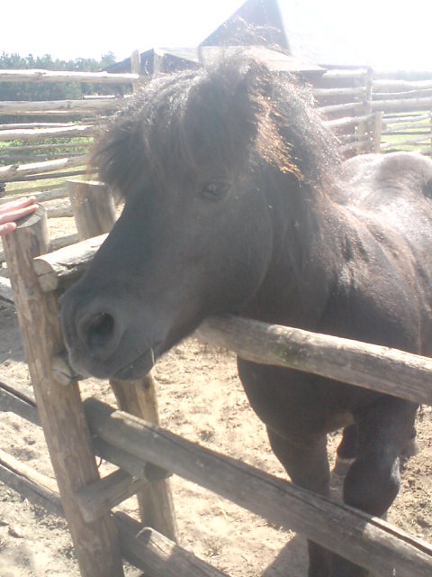konik.. :*:*