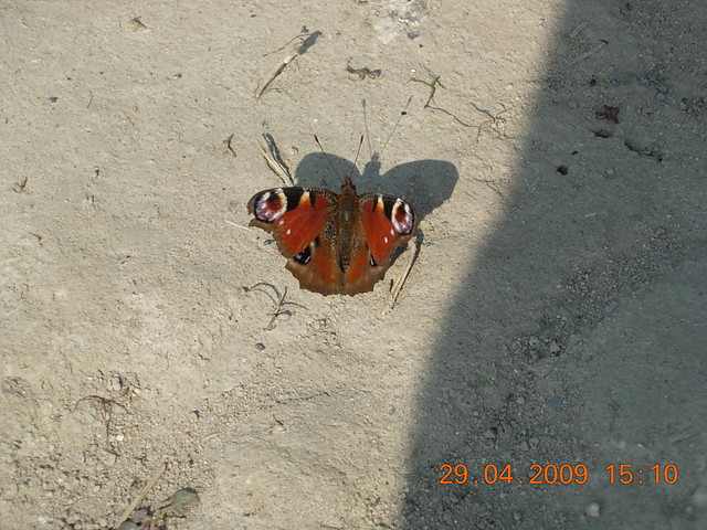 motyl