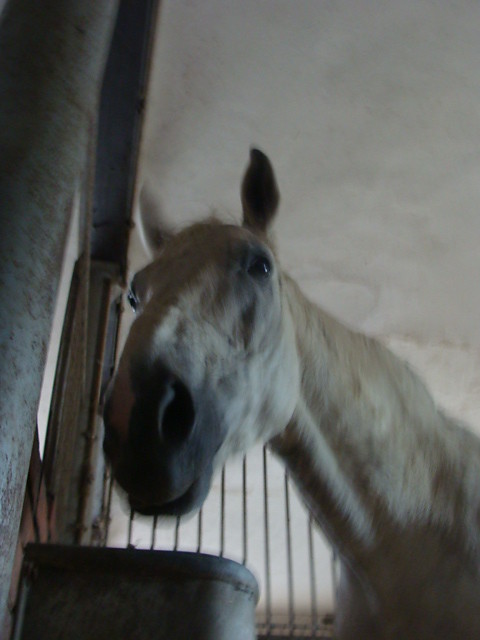 rycerz.