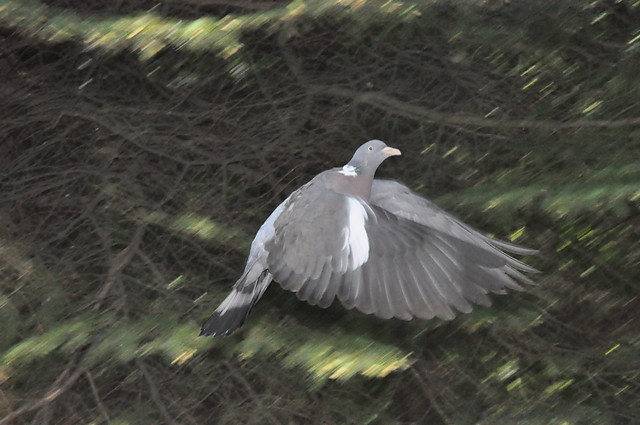 inowrocawska fauna