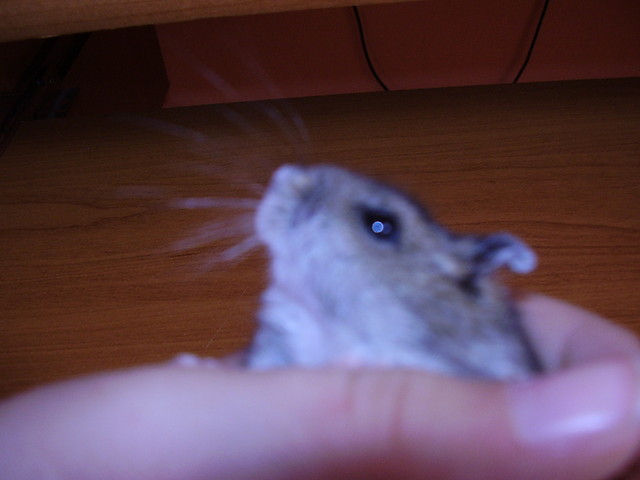 chomik nieynka