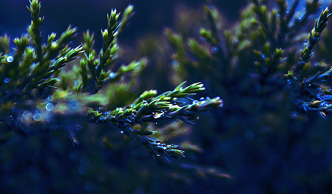 Bonsai