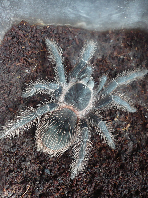 Lasiodora parahybana L8