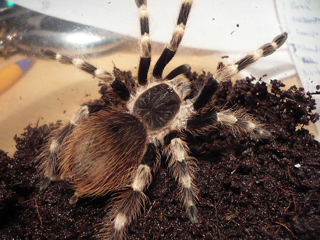 Nhandu coloratovillosus L9