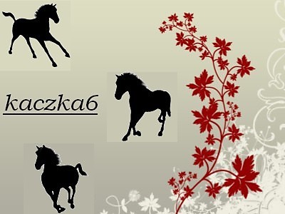 Kaczka 