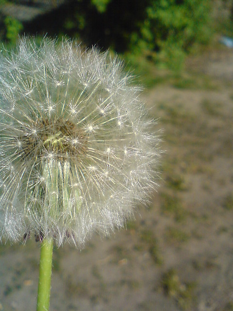 dmuchawiec.