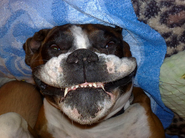 Panie Bracie...