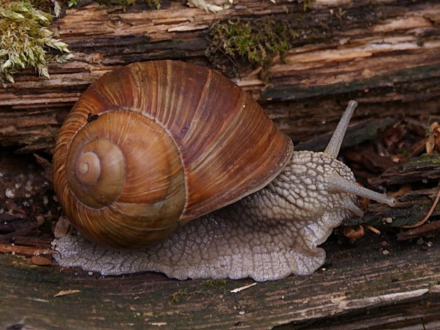 Winniczek