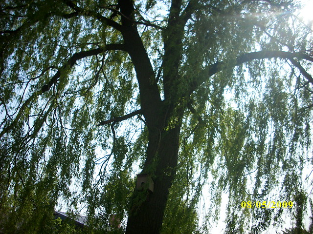 Wierzba