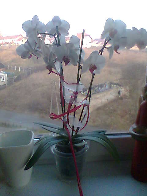 Orchidea