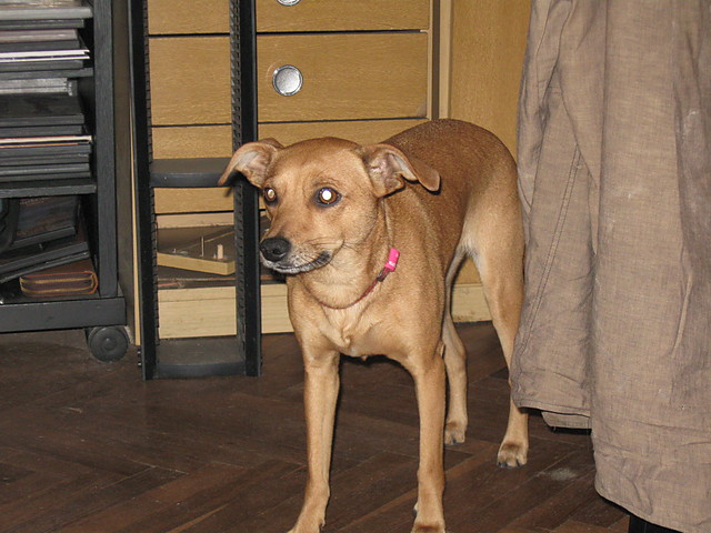 Ruda