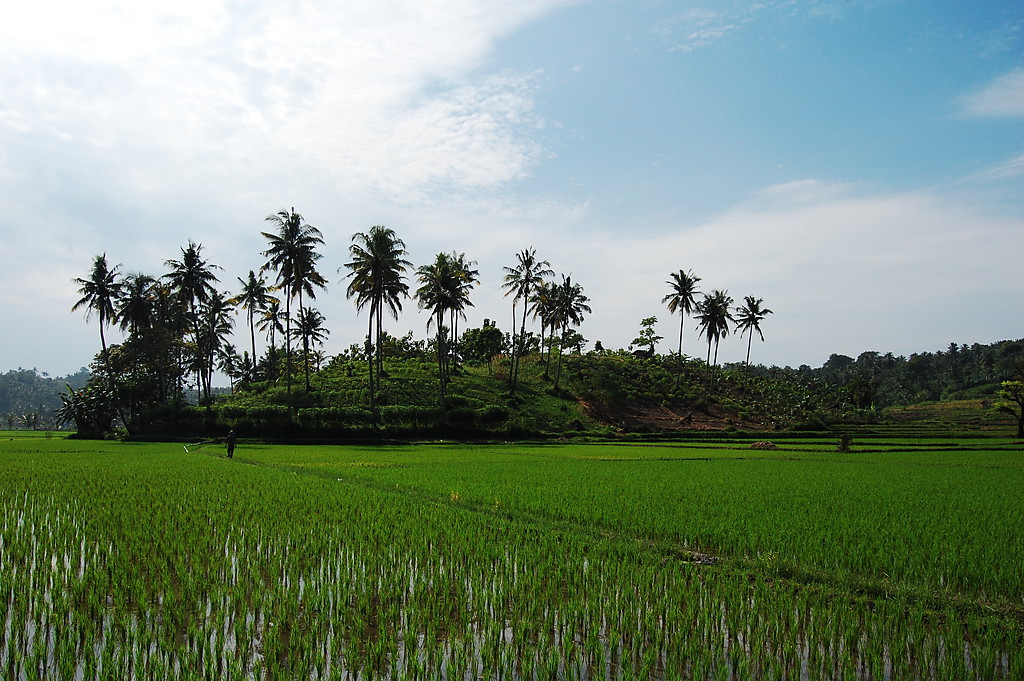 Pola ryowe Sawarna
