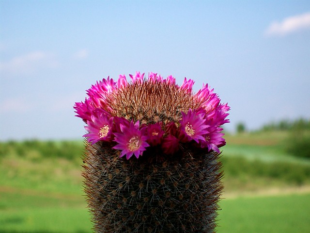 kaktus