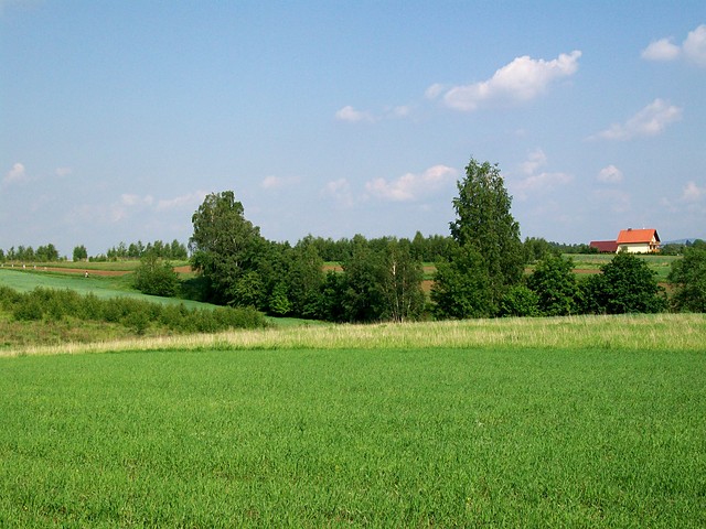 bzozy 