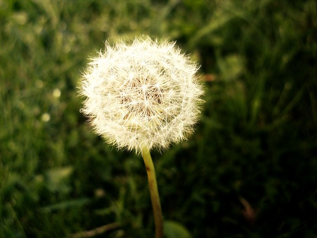 Momento mori