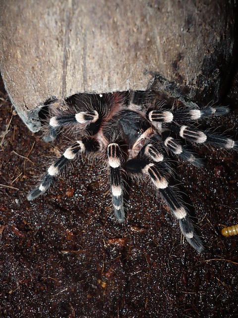 Acanthoscurria geniculata L10