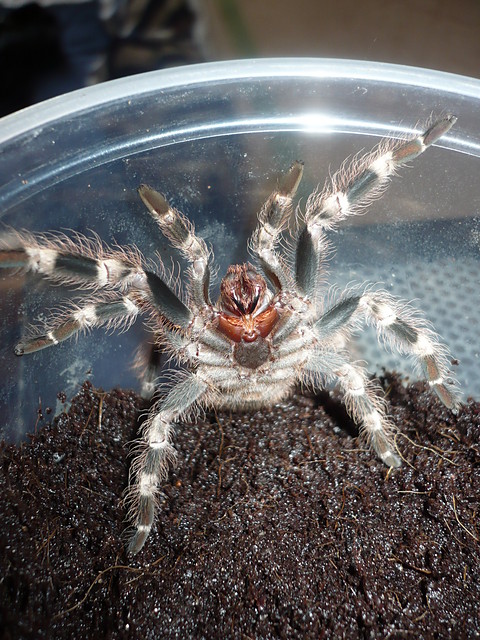 Nhandu coloratovillosus L9
