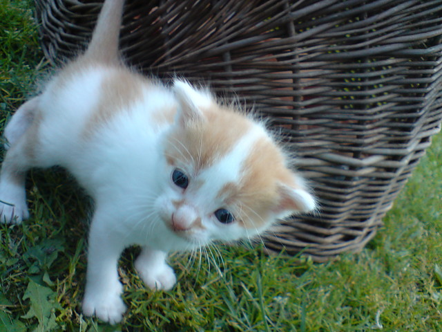 kotece:)
