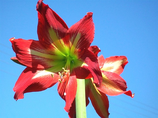 amarylis