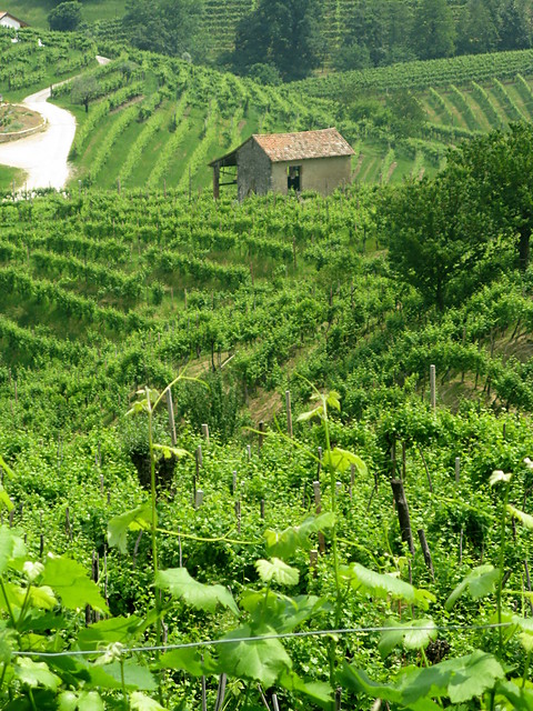 Winniczki.