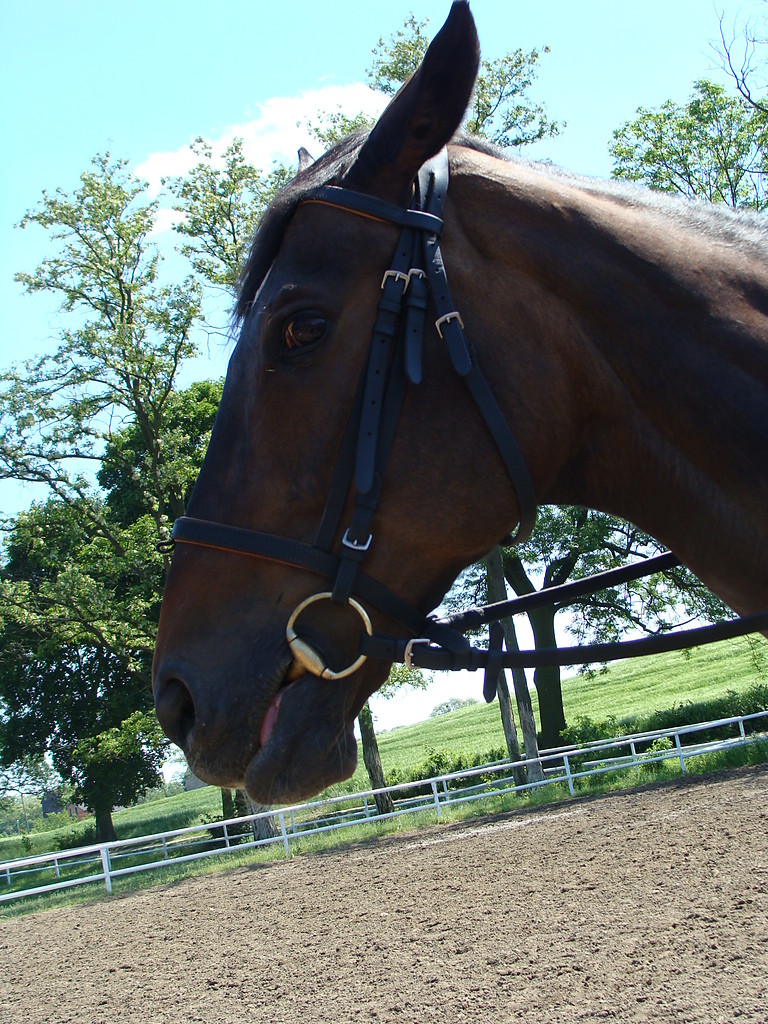 cordziak.