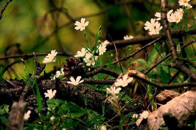 space and the woods. II