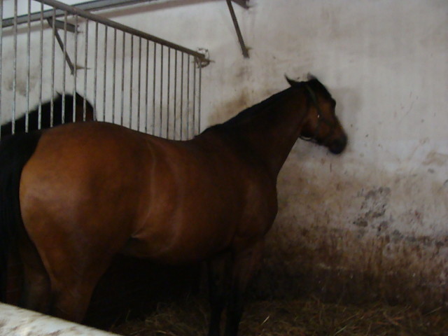 czantoria.