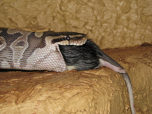 mroonka