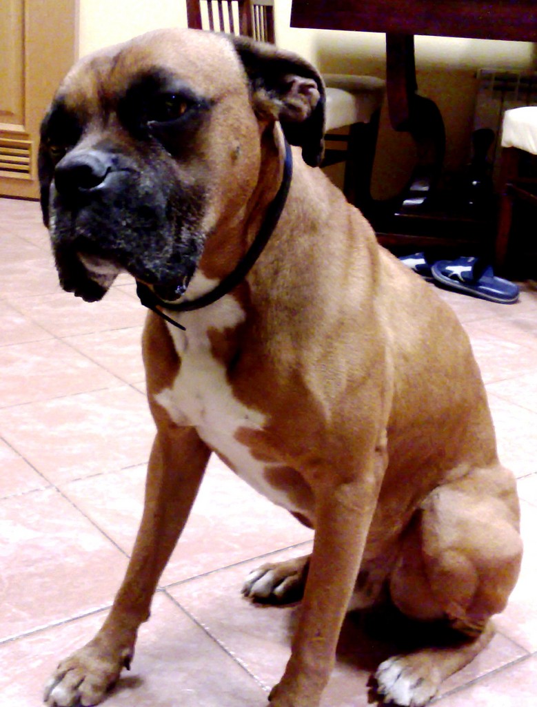 FRED