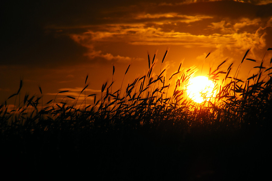 the fields of love...