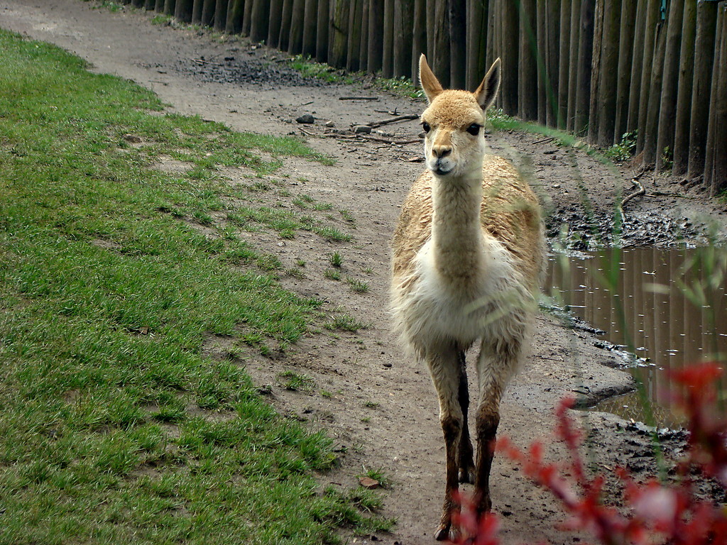 Zoo.