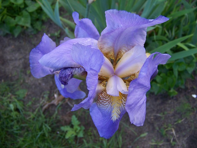 ot taki bulwers.