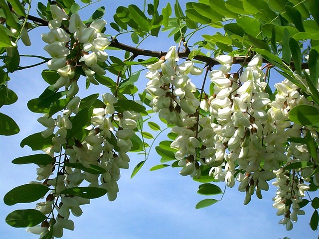 akacja