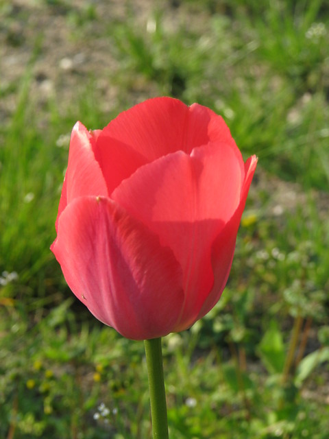 buu