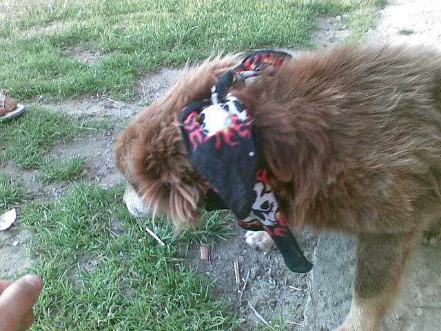 rocky dog ^^