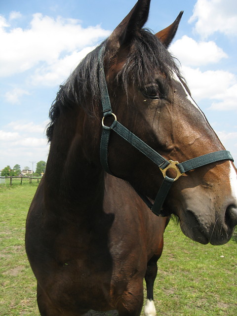 Dimka
