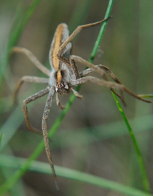 Pisaura Mirabilis