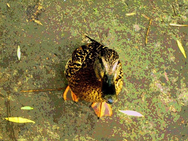 duck