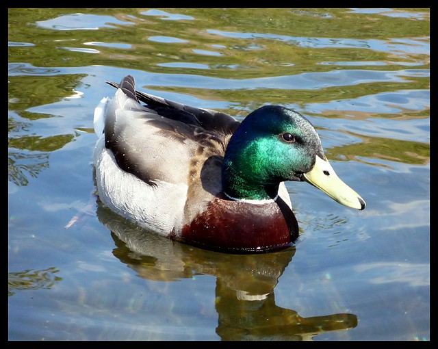 Mr. Duck