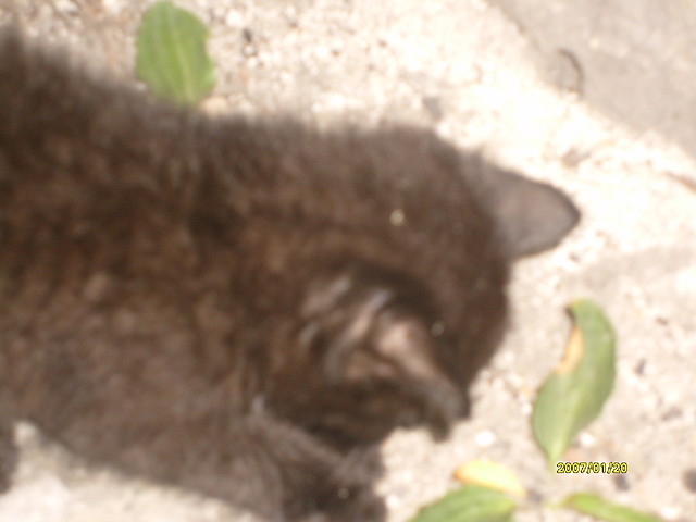 Maniu
