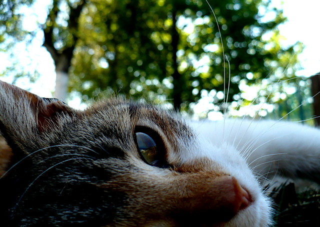mia.