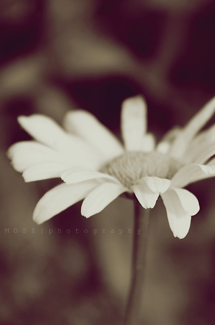 521. lubi.