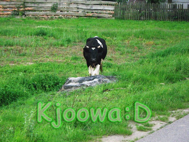 kjooowa;D