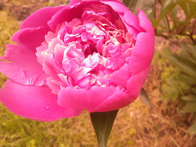 Piwonia_