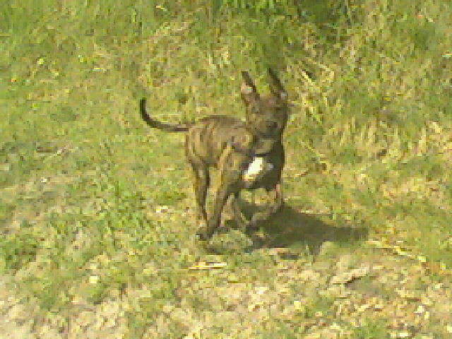 kripo w pogoni