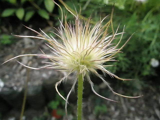 Delikatna, a zarazem tajemnicza