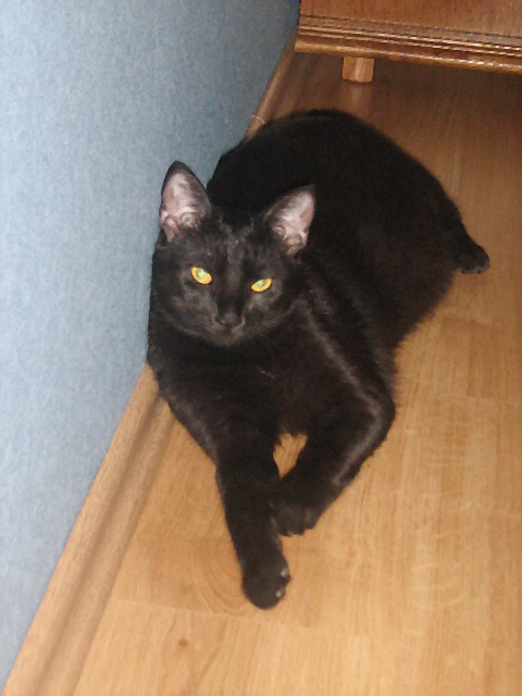 Jak BAGHEERA
