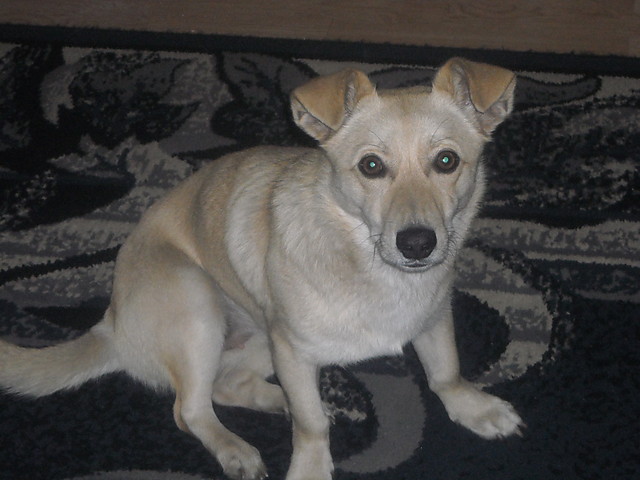 Fifi